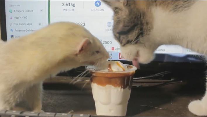 必一:《无限斯特拉托斯》原作小说将完结 九年连载尘埃落定(图2) 必一